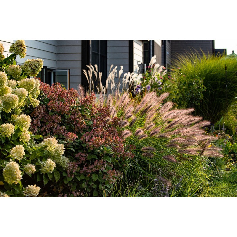 Dwarf Purple 100pcs Fountain Grass Easy To Grow For Ornamental Landscape Planting In Home Gardens