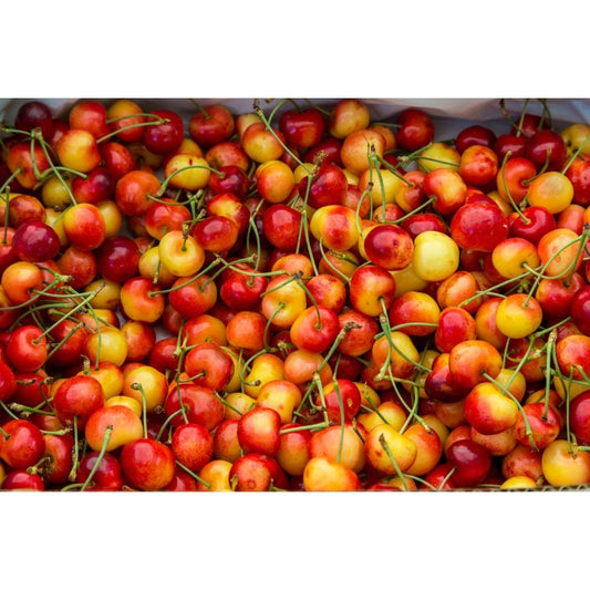30Pcs Cherry Tree Seeds Easy to Cultivate Flowering Branches for Small Spaces Planting