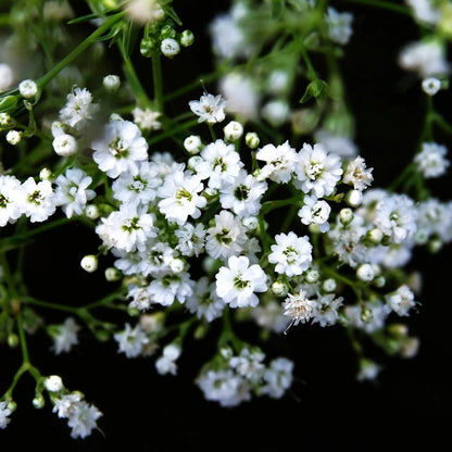 100pcs Gypsophila Seeds Friendly for new gardeners grow into full billowy mounded clumps with prolonged seasonal blooming features