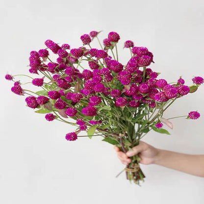 100pcs Gomphrena Seeds for planting in residential garden beds and private yard corner spaces
