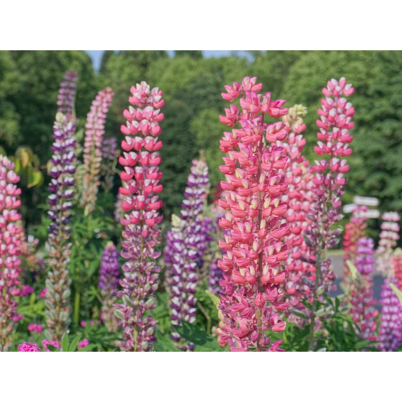 100Pcs Fast To Germinate Lupine Seeds Attracts Pollinators Throughout The Bloom Period