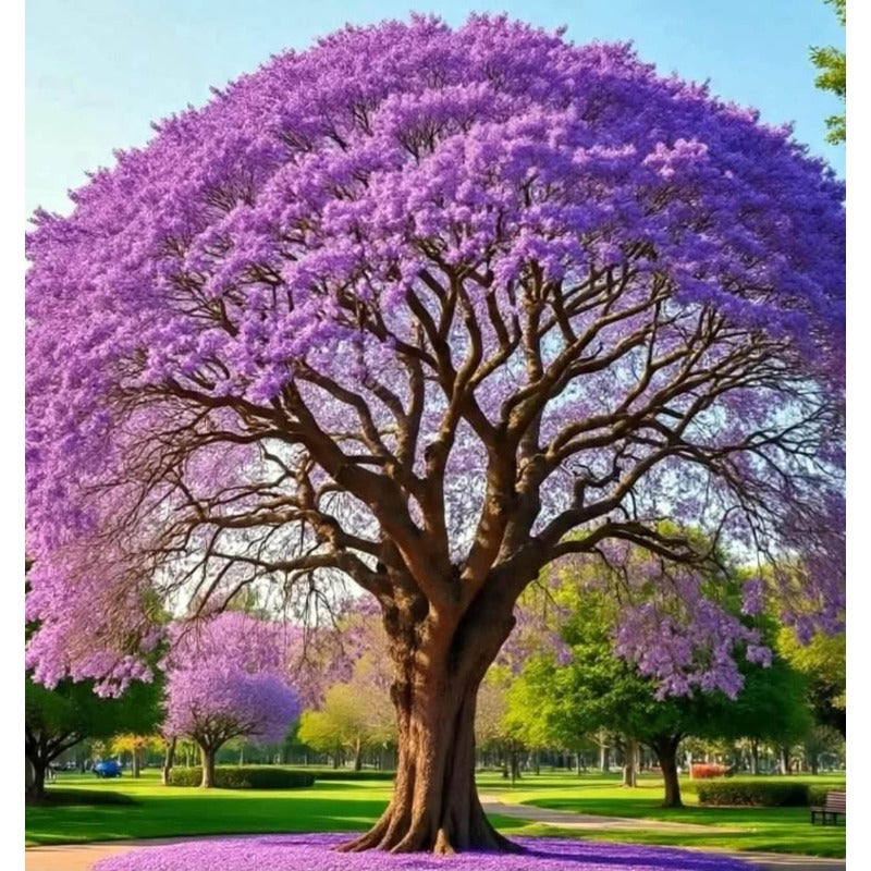 50Pcs Jacaranda Tree Seeds Fast Growing Create Neat Vertical Accents In Small Gardens