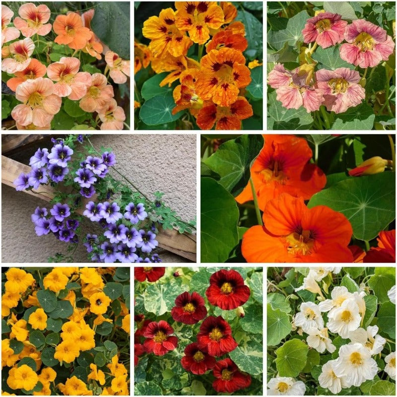 30pcs Suitable for beginner planting Nasturtium Seeds flourish in ordinary well drained soil suited for ornamental garden cultivation