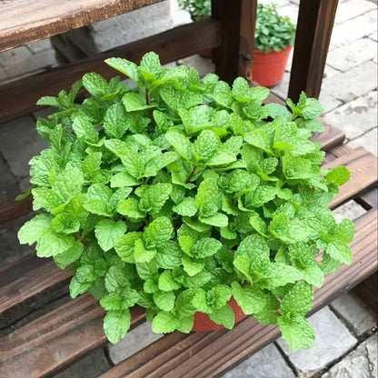 500pcs Mint Seeds Friendly for new gardeners grow into full sprawling foliage clumps with steady seasonal renewal features