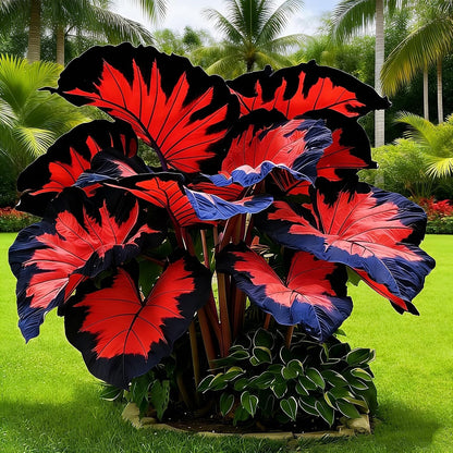 100pcs Elephant Ear seeds Oversized Foliage-Alocasia for Outdoor Sunny Patio-Heat Tolerant-Decor Natural Sunset Shades