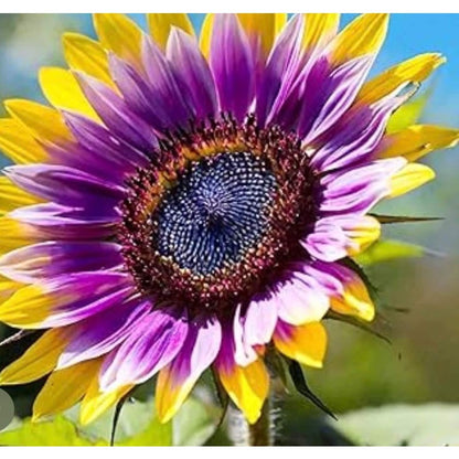 100pcs Sunflower Seeds Simple to Grow add lively vertical ornamental charm to plain yard and garden landscapes