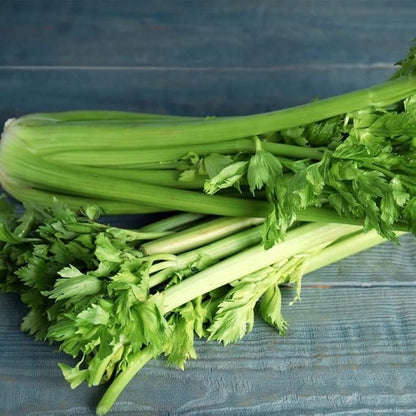 500 Suitable for beginner planting Celery Seeds flourish in ordinary moist well-drained soil suited for garden foliage cultivation