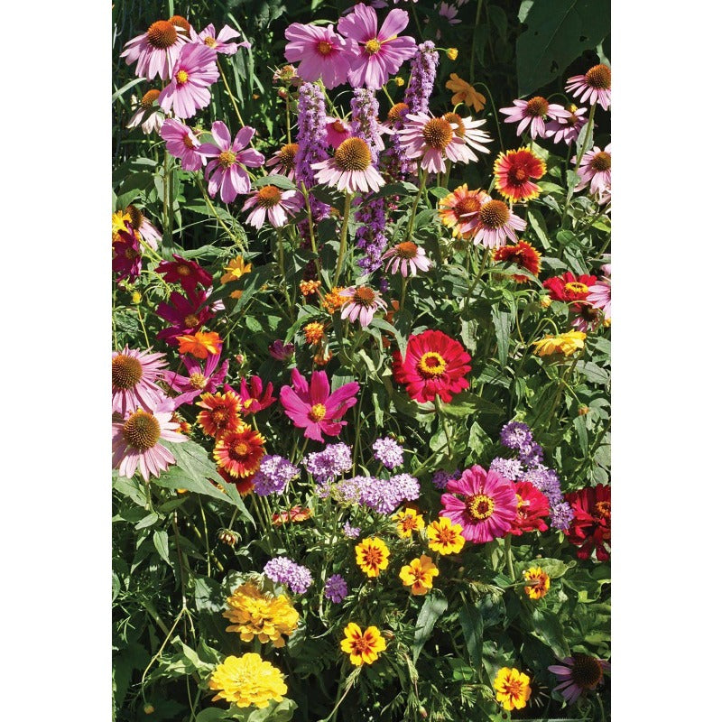 900Pcs Mix Wildflower Seeds perfect for mass sowing in yard vacant margins, garden open gaps and large bare ground spots