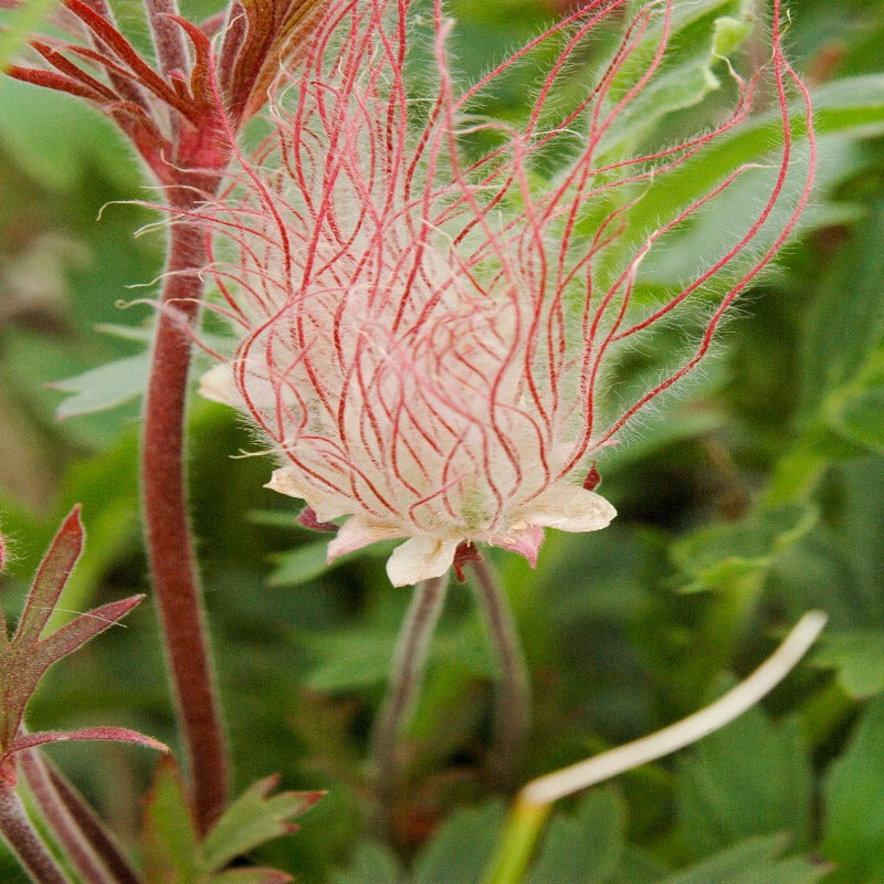 96Pcs Prairie Smoke Seeds Fit for home planting hold extended seasonal ornamental cycles for lasting landscape layout value