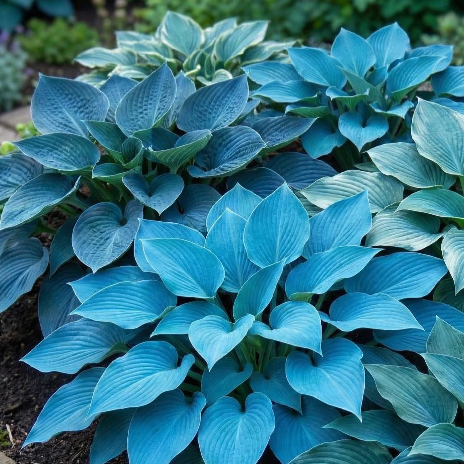 100 Rare Mixed Color Hosta Flower Seed for Planting Outdoors Garden