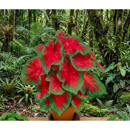 100pcs Caladium Bicolor Seeds Simple to Grow add refined elegant texture to plain indoor spaces and quiet shaded yard landscapes