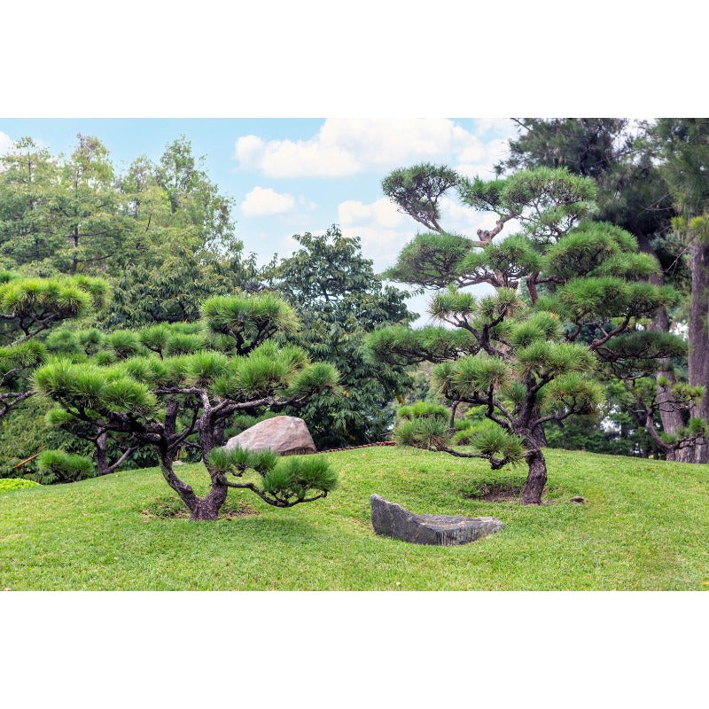 100Pcs Simple Growing Pine Seeds pair beautifully with ornamental plantings to enrich multi layered landscape structure