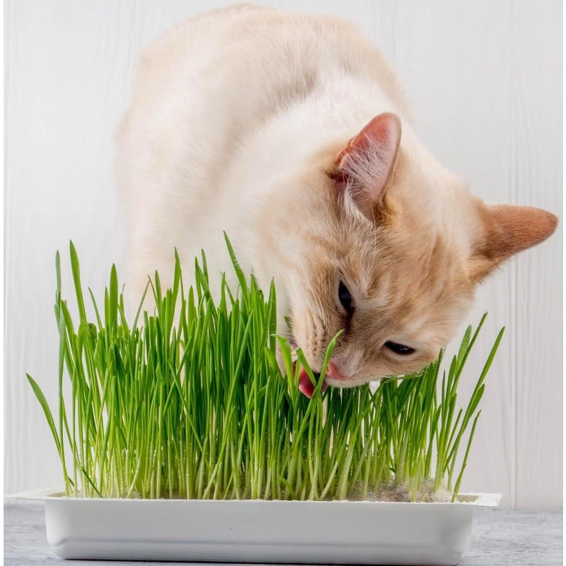 76Pcs Novice Friendly Cat Grass Seeds for planting in indoor window areas, pet activity corners and quiet household leisure spots