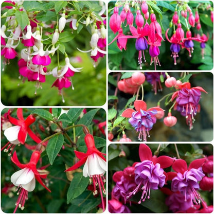 100Pcs Fuchsia Flower Seeds Non-GMO Heirloom Seeds, Perennial Hanging Flower for Indoor & Outdoor, Ideal for Baskets & Containers