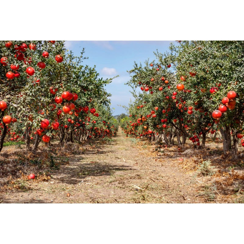 150Pcs Pomegranate Seeds adaptable to warm temperate zones and sunny residential outdoor planting environments