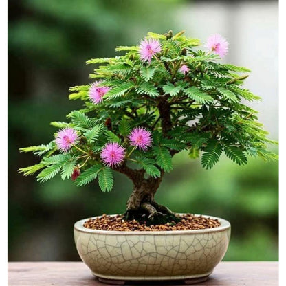 100Pcs Easy to Sow Sensitive Plant Seeds ideal for creating eye-catching ornamental accents along window sides and shaded interior borders
