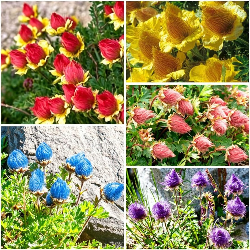 100pcs Mix Prairie Smoke Seeds for Planting Native Perennial Wildflower, Drought Tolerant, Non-GMO Heirloom for Rock Garden & Naturalized Landscape
