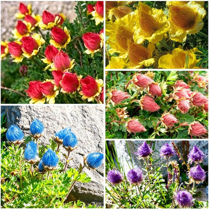100pcs Mix Prairie Smoke Seeds for Planting Native Perennial Wildflower, Drought Tolerant, Non-GMO Heirloom for Rock Garden & Naturalized Landscape