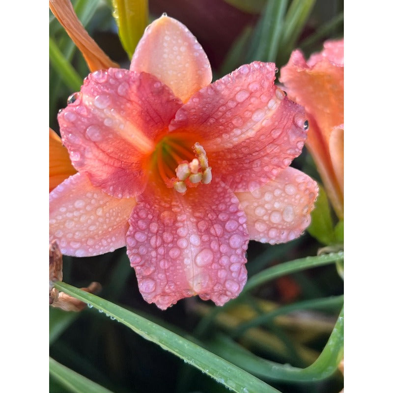 100pcs Hundred Tail Flower Seeds Simple to Grow add distinctive elegant ornamental charm to yard grounds and garden landscape spaces