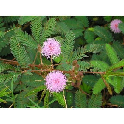 100Pcs Easy to Sow Sensitive Plant Seeds ideal for creating eye-catching ornamental accents along window sides and shaded interior borders