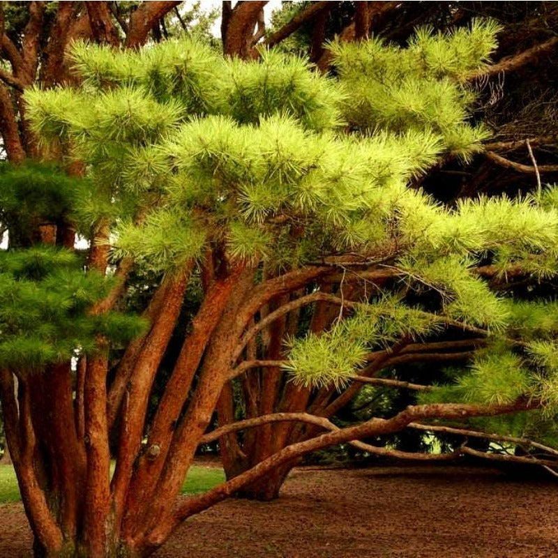 79Pcs Pine Seeds maintain steady vigorous growth through fluctuating seasonal temperature patterns