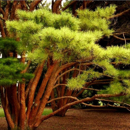 79Pcs Pine Seeds maintain steady vigorous growth through fluctuating seasonal temperature patterns