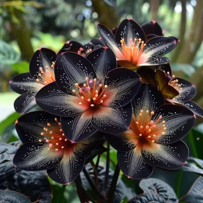 100pcs Blackstone Lily seeds for Planting – Deep Burgundy Black Asiatic Lily Flowers – Hardy Perennial Summer Blooms – Dramatic Garden Accent