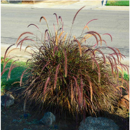 100Pcs Fountain Grass Seeds Easy to Cultivate Slender Foliage for Small Spaces Planting