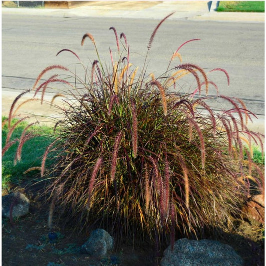 100Pcs Fountain Grass Seeds Easy to Cultivate Slender Foliage for Small Spaces Planting