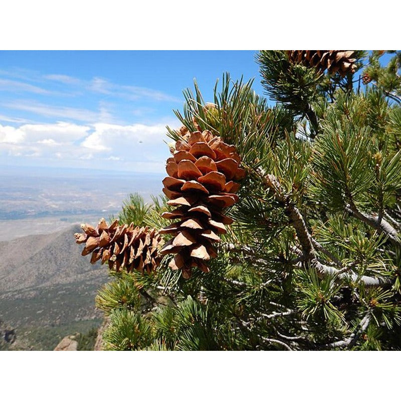 100Pcs Pine Seeds Convenient to Grow mature naturally into balanced upright form with steady layered branching tendency