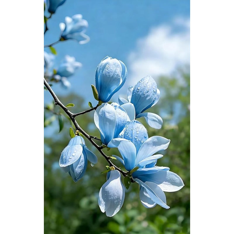 22Pcs Magnolia Seeds ideal for permanent focal point planting in yard entrances and large landscape areas