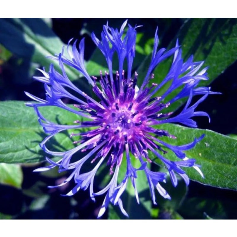 500pcs Cornflower Bachelor Button Seeds Outdoor Colorful Decoration