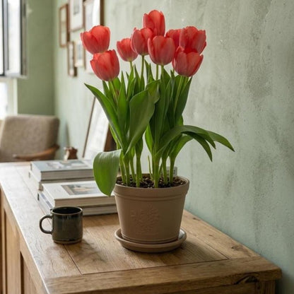 200pcs Tulip Seeds for planting Vigorous Growth Easy To Grow For Outdoor Yards