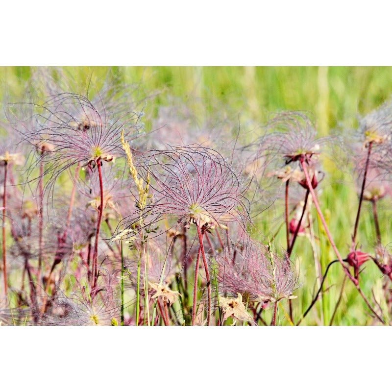 87Pcs Beginner Friendly Prairie Smoke Seeds withstand mild wind and temperature fluctuations in open rocky and wildflower garden locations