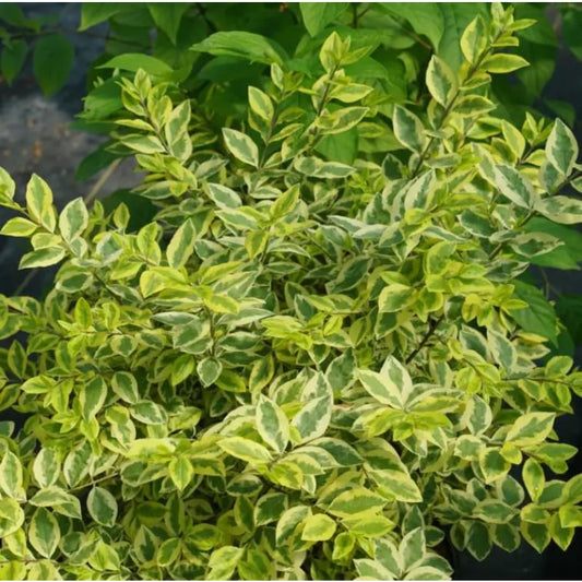 50Pcs Ornamental Ligustrum Seeds Drought Tolerant Evergreen Branches with Ligustrum Seeds for Climbing Garden
