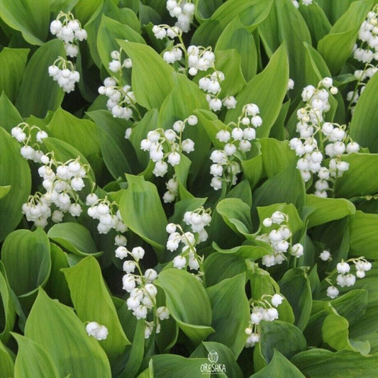 150 Lily of The Valley Seeds Friendly for novice growers form full low spreading flower clumps to enrich landscape texture effect