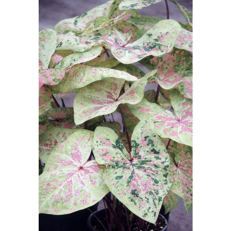 85Pcs Caladium Bicolor Seeds Recommended for planting add soft layered texture to plain indoor areas and quiet shaded yard landscapes