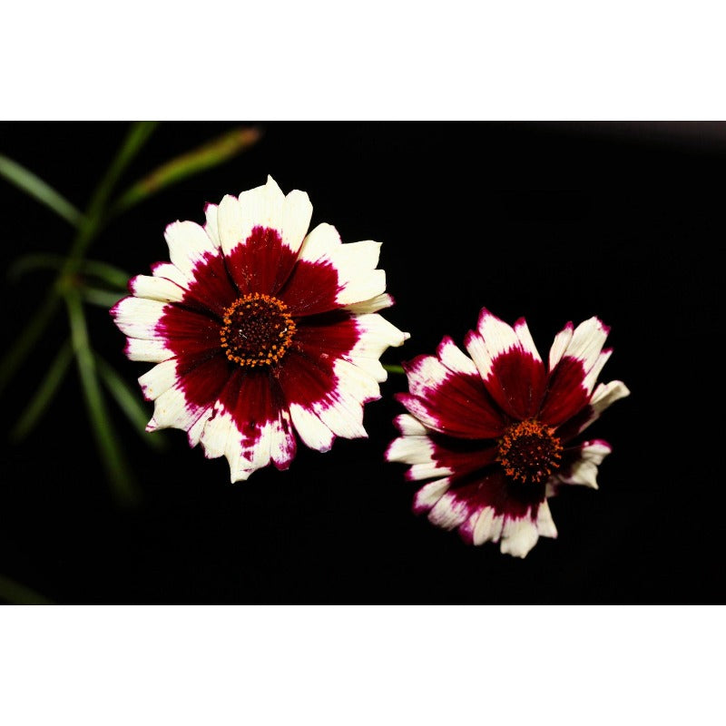 460Pcs Coreopsis Seeds Easy To Establish With Fibrous Root Systems For Good Stability In Sunny Garden Locations