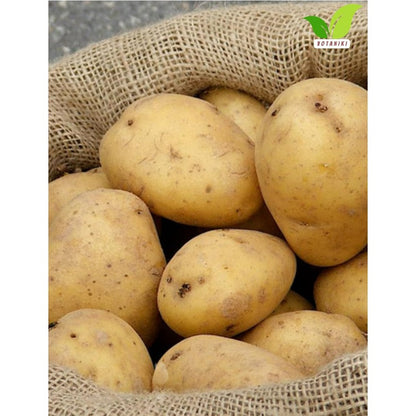 200pcs Potato Seeds Friendly for new gardeners grow into full bushy foliage clusters with steady seasonal development