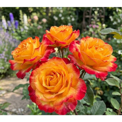 148Pcs Red Yellow Flame Rose Seeds - Stunning Bicolor Double Blooms - Classic Scented Hardy Garden Shrub