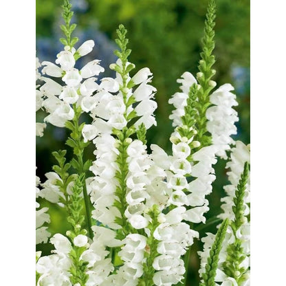 150pcs Obedient Plant Seeds Friendly for new gardeners grow into full upright clumps with elegant stacked seasonal bloom formation