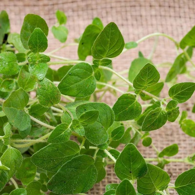 1000pcs Oregano Seeds Simple to Grow add soft bushy ornamental charm to plain yard and garden landscapes