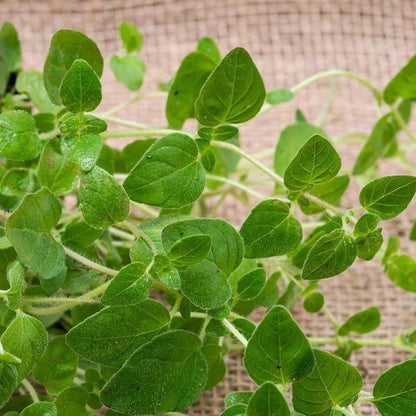 1000pcs Oregano Seeds Simple to Grow add soft bushy ornamental charm to plain yard and garden landscapes