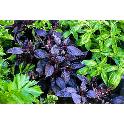 500pcs Basil Seeds Simple to Grow add elegant natural ornamental charm to patio grounds and garden landscape spaces
