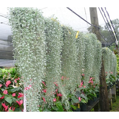300pcs Perennial Dichondra Seeds Heat Resistant Ground Cover Plant