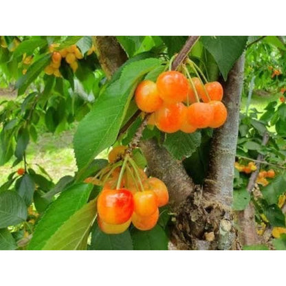 30pcs Low Water Requirements Cherry Tree  seeds For Gardeners planting