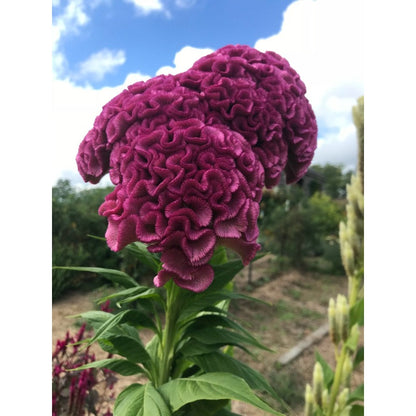 200pcs Mixed Celosia Seeds- Brain Celosia argentea, Heirloom Summer Annual