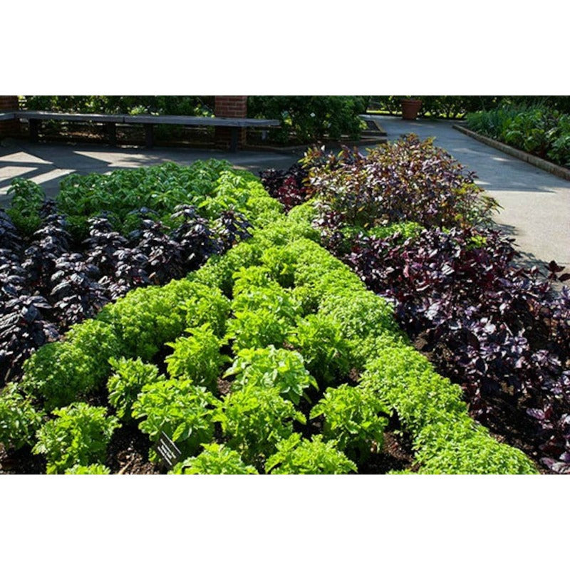 500pcs Basil Seeds Simple to Grow add elegant natural ornamental charm to patio grounds and garden landscape spaces