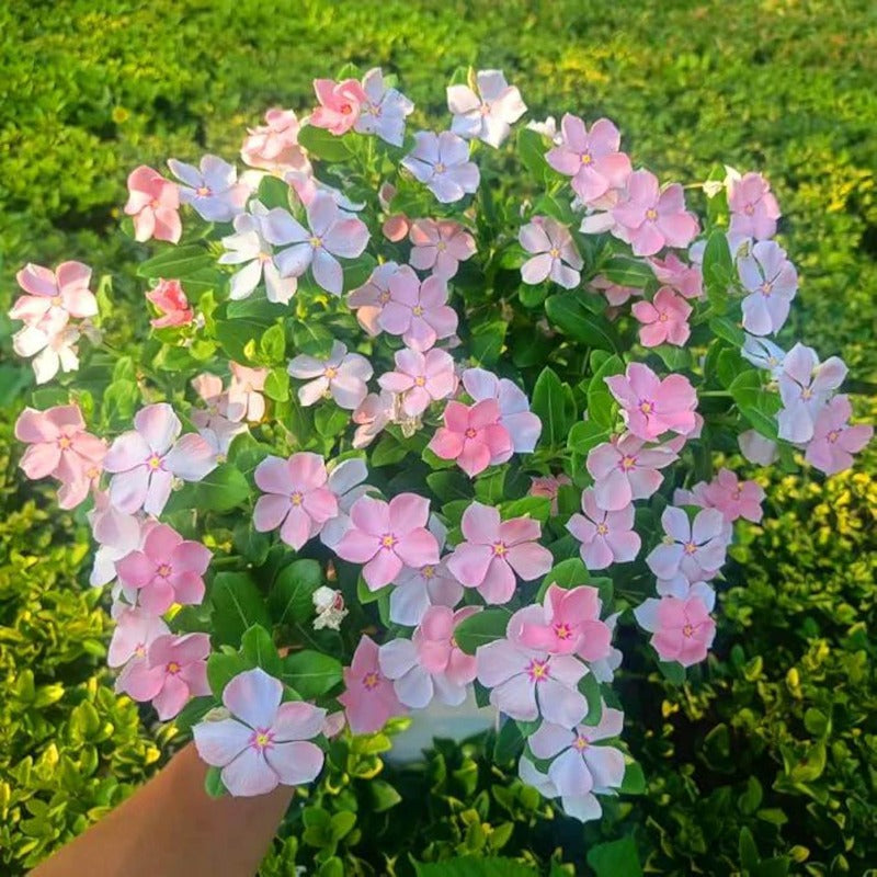 100 Madagascar Periwinkle Seeds Non GMO Perennial Garden Flower Seed Pack