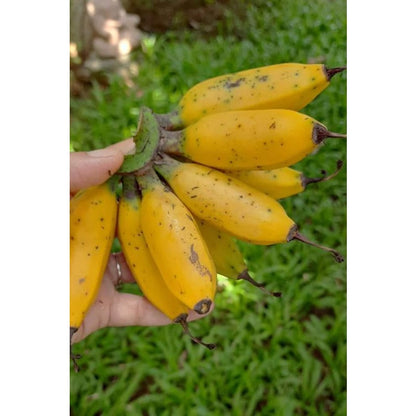 95Pcs Banana Seeds Easy To Maintain And Ideal For Heat Loving Tropical Garden Projects